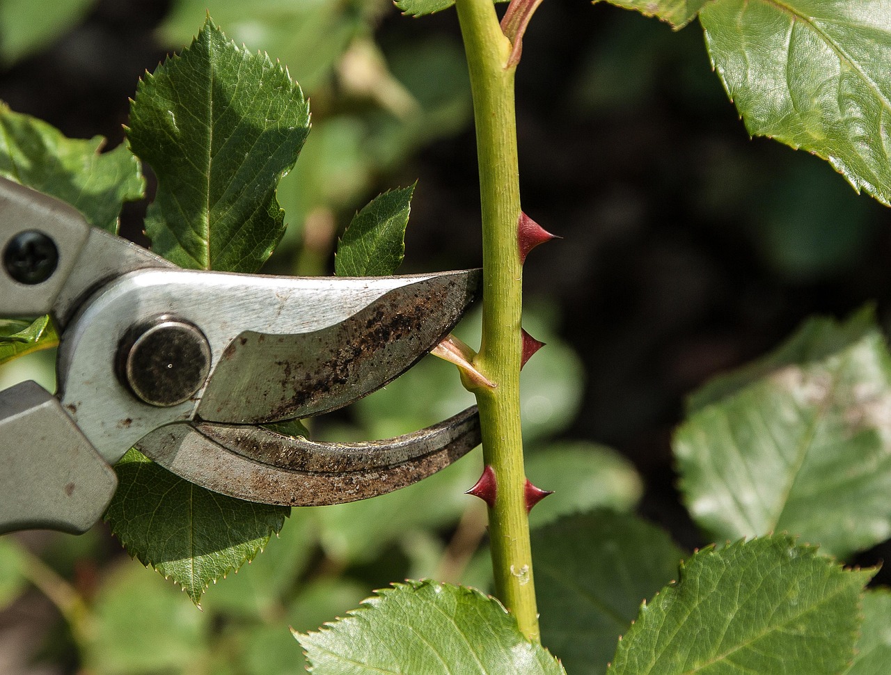Potatura errata di una pianta che mostra rami secchi e assenza di fiori