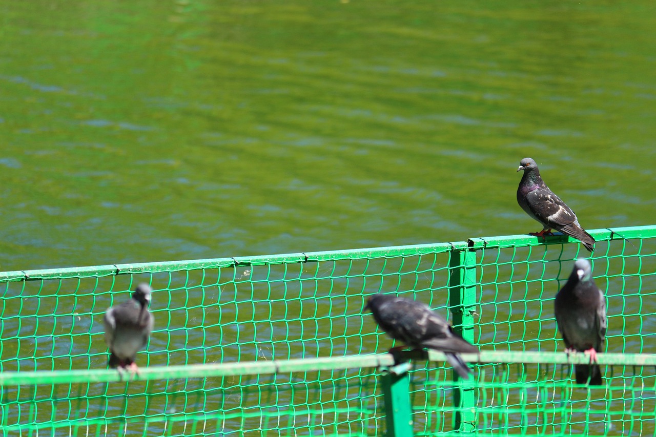 Piccione che evita un giardino colorato con elementi dissuasivi.
