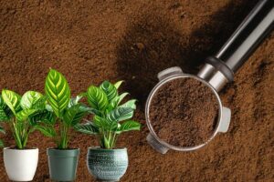 Le piante che adorano i fondi di caffè: l'elenco da salvare