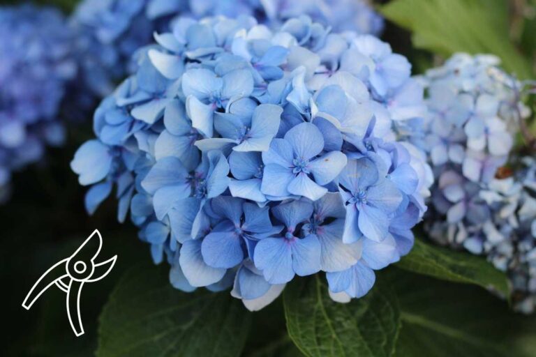 Il segreto per ortensie blu intenso: ecco cosa mettere nel terreno