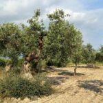 Giardiniere mentre pota un olivo con cesoie, mostrando la tecnica corretta per una potatura efficace.