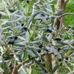 Ulivo potato con fiori e olive, evidenziando tecniche di potatura di gennaio per una gestione efficace.