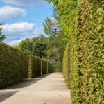 Siepe fitta e verde, ideale per garantire privacy e protezione dai vicini in tempi rapidi.