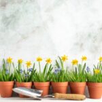 Orto di marzo con piante di verdure fresche pronte per la semina e risparmio sulla spesa.