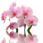 Orchidee in vaso con terreno umido, illustrate per mostrare il corretto innaffiamento.