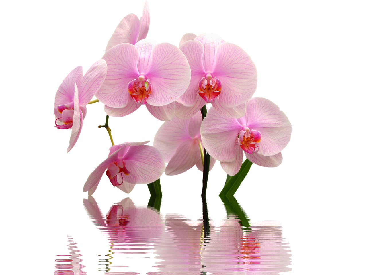 Orchidee in vaso con terreno umido, illustrate per mostrare il corretto innaffiamento.