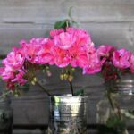 Gerani colorati e rigogliosi in un giardino soleggiato durante l'estate.