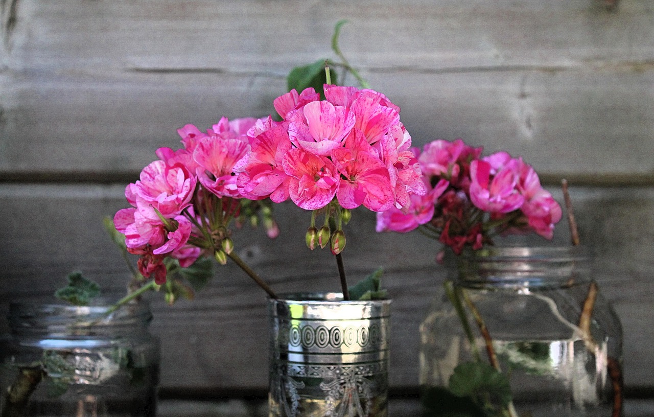 Gerani colorati e rigogliosi in un giardino soleggiato durante l'estate.