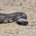 Vipera nel giardino, evidenziando il rischio di non intervenire prontamente.