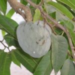 Albero da frutto in giardino con serpente avvolto tra i rami, simbolo di pericolo per gli amanti del verde.