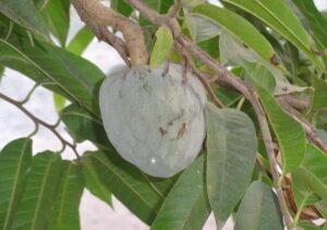 Albero da frutto in giardino con serpente avvolto tra i rami, simbolo di pericolo per gli amanti del verde.