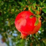 Melograno potato con cura, rami verdi e fiori rossi in un giardino soleggiato.