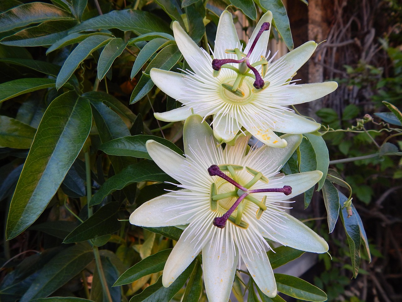 Pianta rampicante sempre in fiore, verde rigoglioso con fiori colorati, simbolo di bellezza e resistenza.