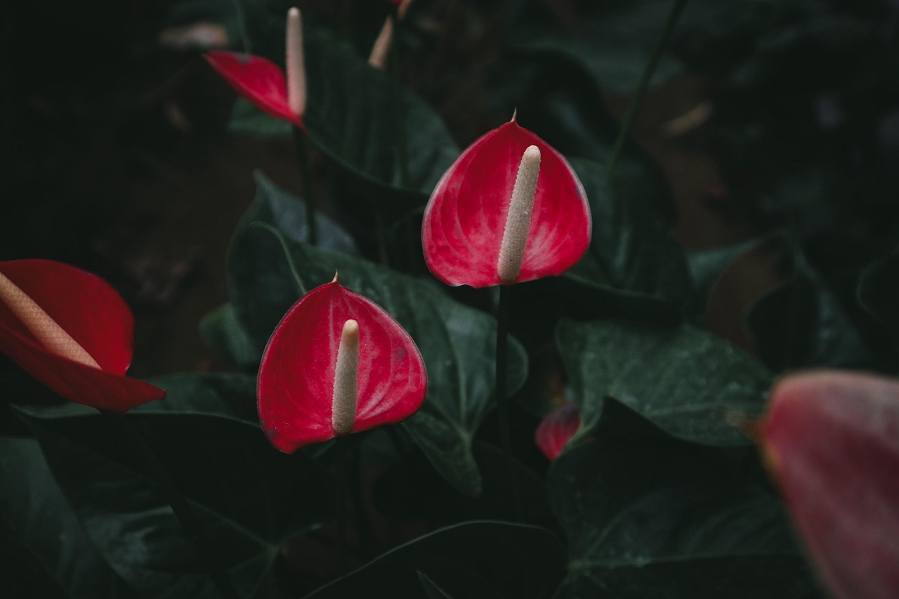 Fioriera con Anthurium in casa, mostrando foglie verdi e fiori rossi brillanti.