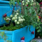 Pianta che respinge cimici, posizionata accanto a pomodori in un orto.