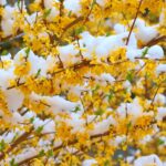 Pianta fiorita in inverno con neve sullo sfondo, simbolo di resistenza e bellezza in condizioni fredde.