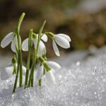 Fiori invernali colorati che sbocciano sullo sfondo di un paesaggio innevato.