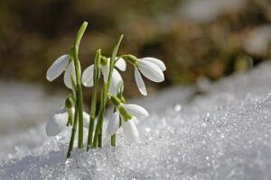 Fiori invernali colorati che sbocciano sullo sfondo di un paesaggio innevato.