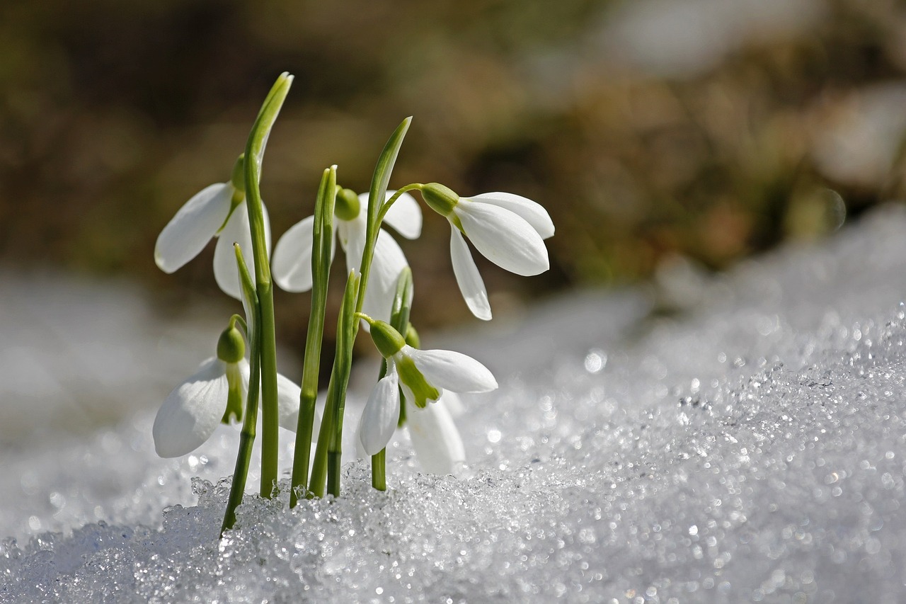 Fiori invernali colorati che sbocciano sullo sfondo di un paesaggio innevato.