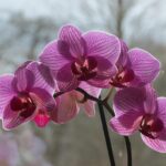 Giardiniere innaffia un'orchidea con una tecnica innovativa, mostrando l'attenzione per la cura delle piante.