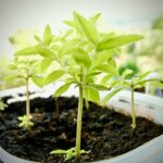 Piante aromatiche rigogliose in vaso con ingredienti magici per la loro crescita.