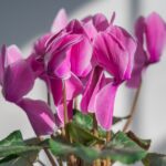 Ciclamino sano con foglie verdi, illustrato in un articolo su come innaffiarlo correttamente.
