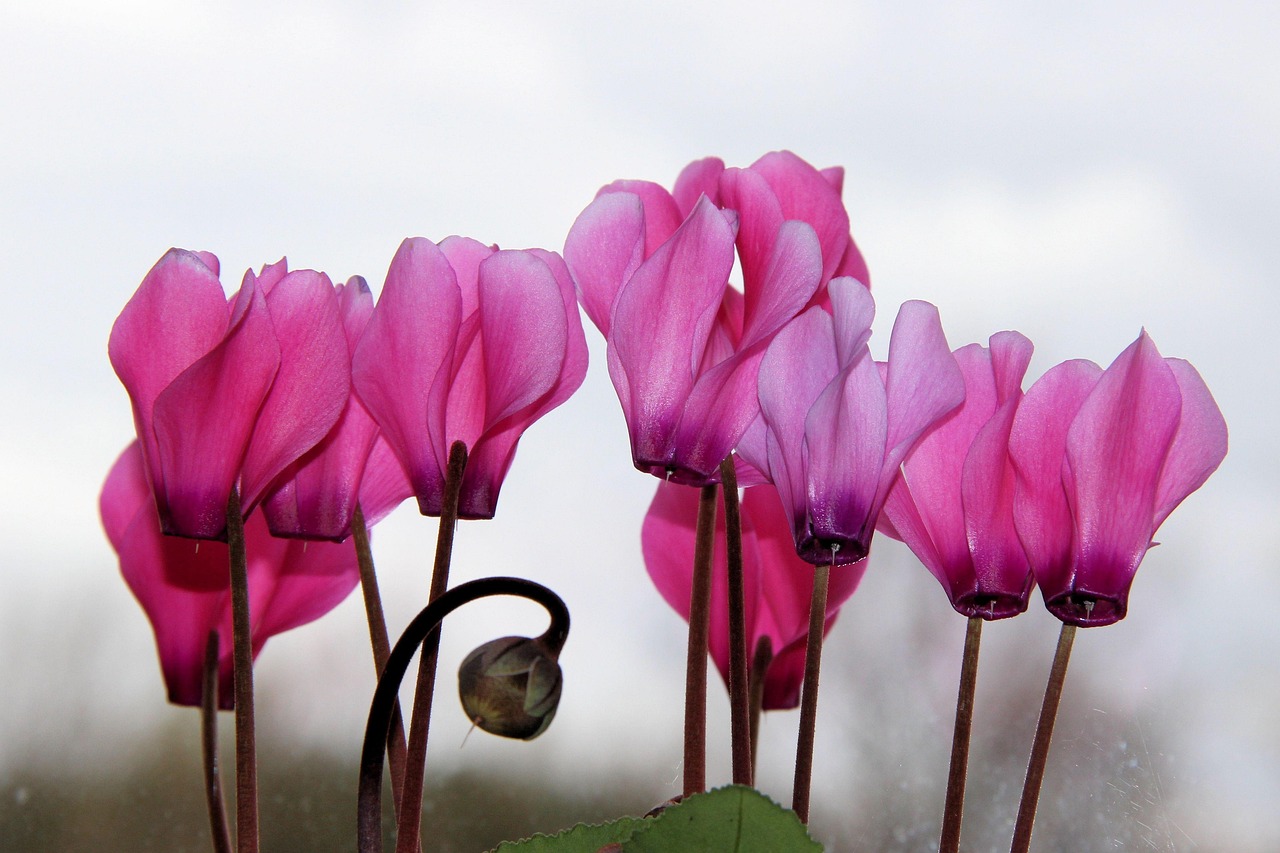 Ciclamini fioriti in un ambiente luminoso, ben curati e healthy, con foglie verdi e fiori vibranti.