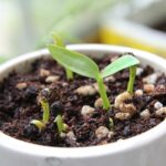 Fertilizzante naturale per piante, con ingredienti biologici e piante rigogliose sullo sfondo.