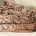 Immagine di tarli e insetti del legno su un mobile danneggiato, simbolo di infestazione domestica.