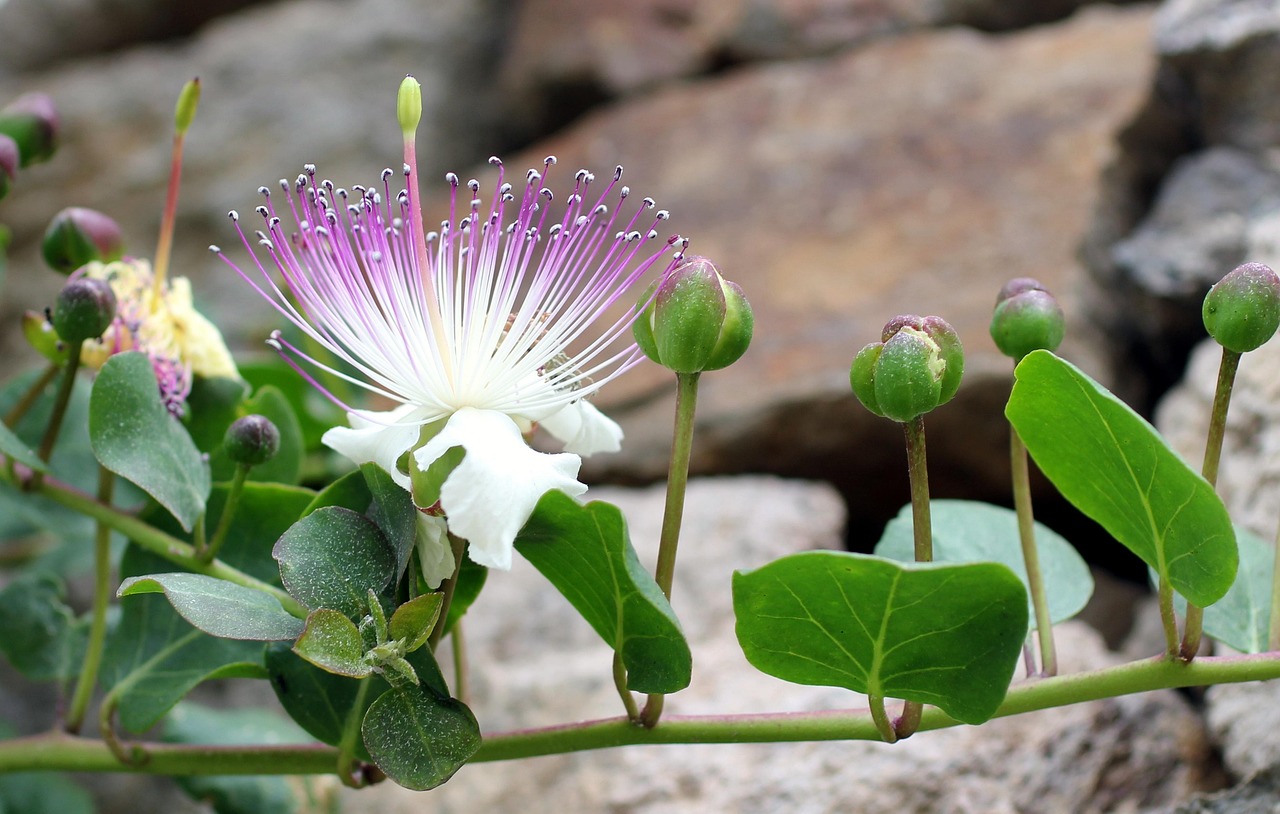 Immagine di una pianta di cappero in vaso con foglie verdi e fiori bianchi, ideale per la coltivazione domestica.