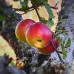 Melo in fase di potatura durante la stagione ideale per ottenere una crescita sana.
