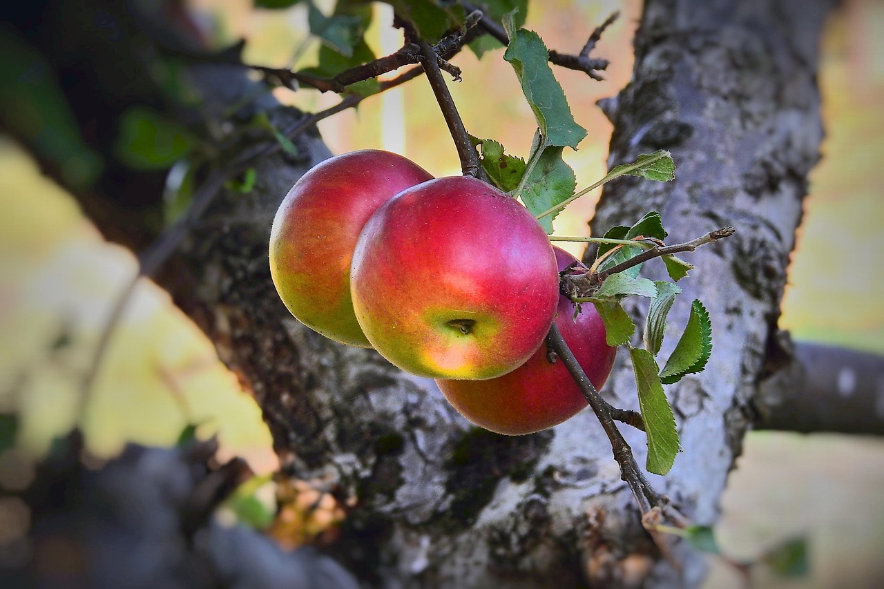 Melo in fase di potatura durante la stagione ideale per ottenere una crescita sana.