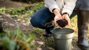 Scena di piante verdi concimate con fondi di caffè in un giardino.