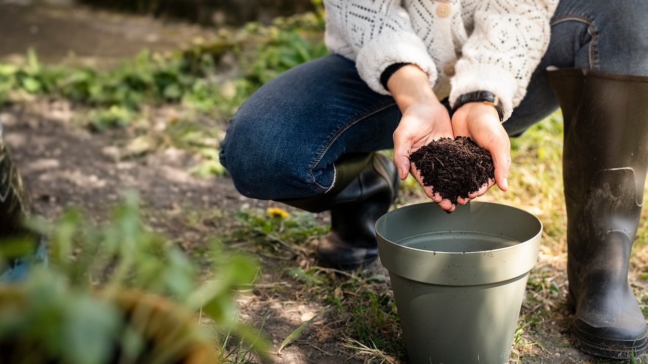 Scena di piante verdi concimate con fondi di caffè in un giardino.