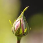 Pianta repellente per afidi, ideale da posizionare vicino alle rose nel giardino.