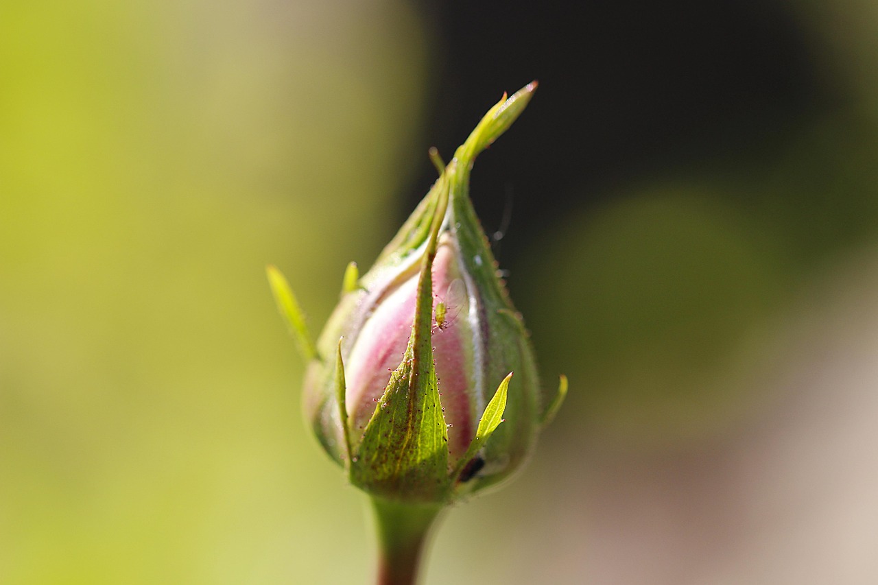 Afidi sulle foglie di rosa con un rimedio naturale per eliminarli rapidamente.