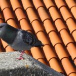 Piccione su un davanzale, evidenziando l'efficacia del colore nel repellente naturale.