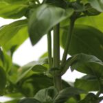 Basilico rigoglioso potato, con foglie fresche e verdi in un vaso sul tavolo.