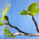 Potatura di un albero di fico per ottimizzare la produzione di frutta.