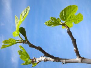 Potatura di un albero di fico per ottimizzare la produzione di frutta.
