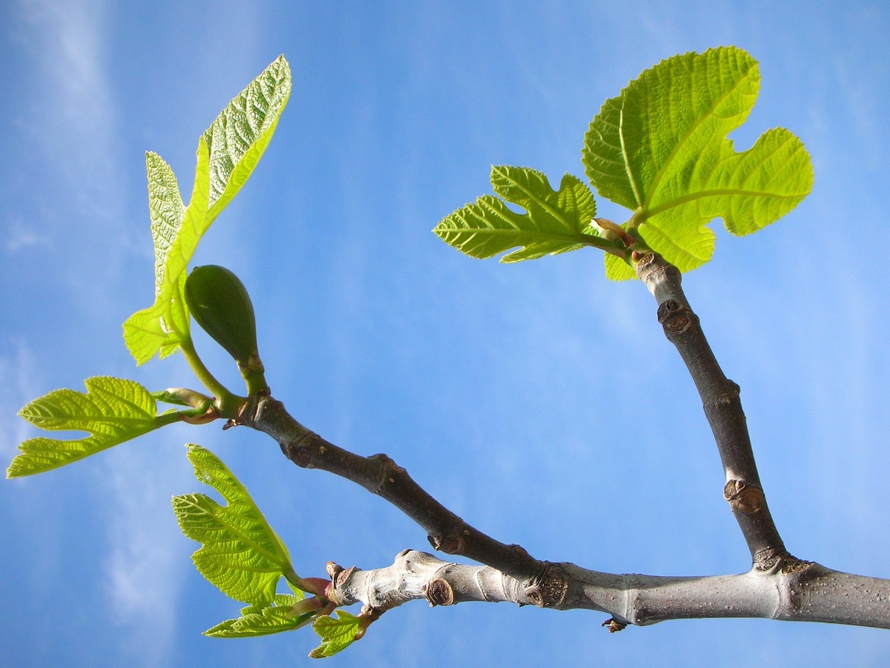 Potatura di un albero di fico per ottimizzare la produzione di frutta.
