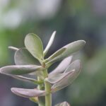 Talee di Albero di Giada pronte per essere propagate in vasi con terriccio fertile.