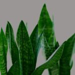 Sanseveria verde in vaso, con gocce d'acqua evidenziate per illustrare il metodo di innaffiatura.