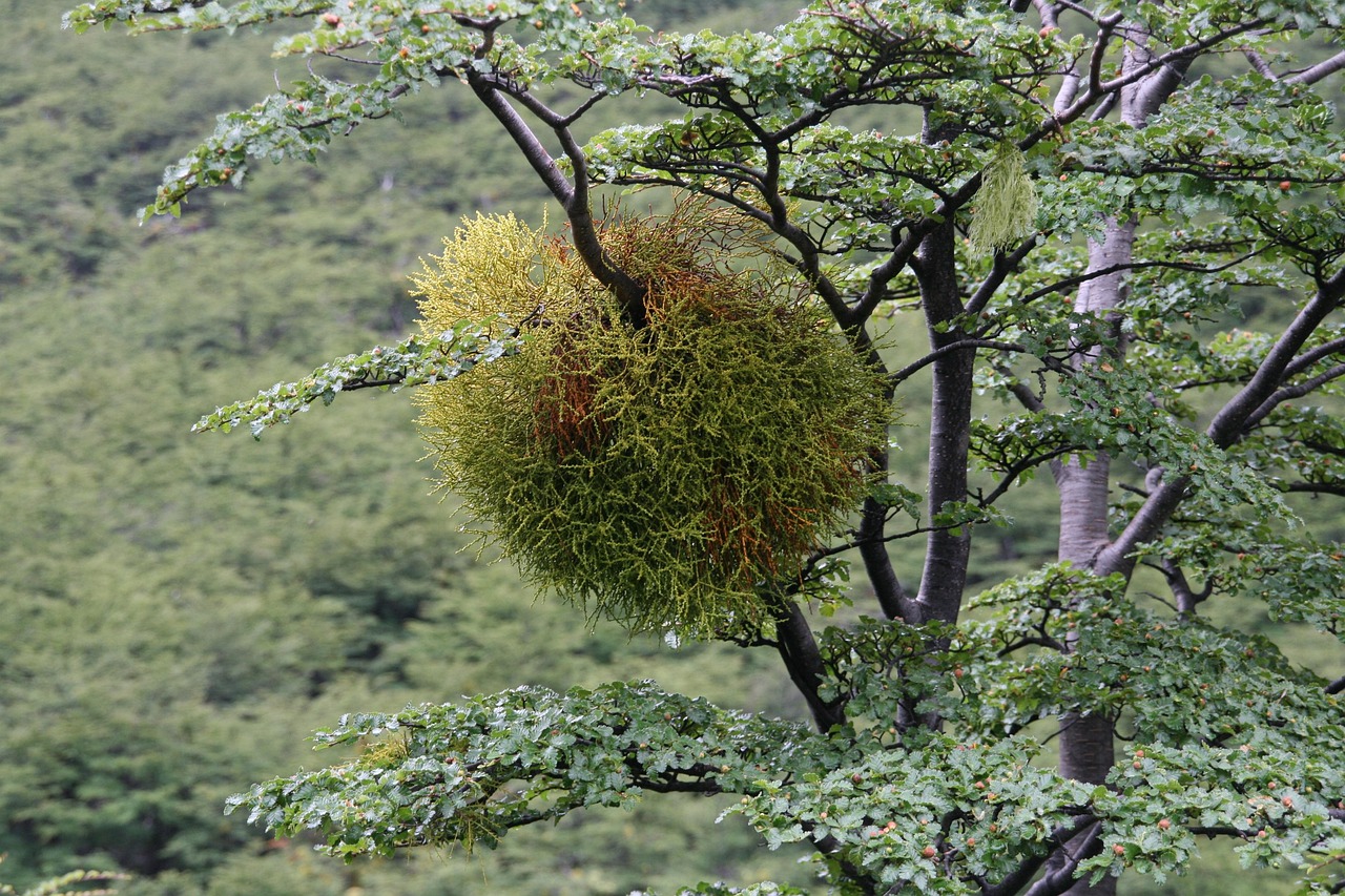 Bacca di vischio appoggiata su un ramo di albero, simbolo della coltivazione naturale in giardino.