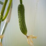 Cetriolo in fase di crescita, evidenziati segni di deterioramento dovuti a un errore di coltivazione.