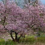 Fiori rosa dell'albero di Giuda che sbocciano direttamente sul tronco.