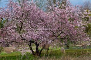 Fiori rosa dell'albero di Giuda che sbocciano direttamente sul tronco.