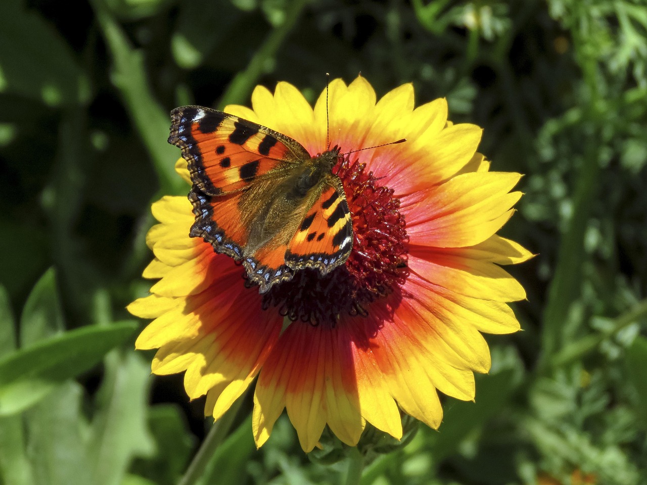 Farfalle e api su fiori di una pianta poco conosciuta nel giardino.