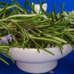 Rami di rosmarino freschi e rigogliosi, simbolo di rinascita e profumo nell'orto.