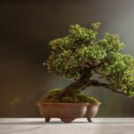Bonsai resistente, ideale per principianti che dimenticano occasionalmente di annaffiarlo.